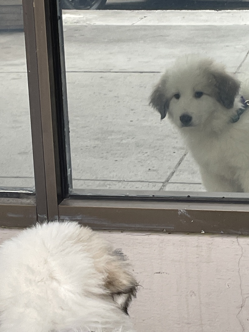 Puppy Frost